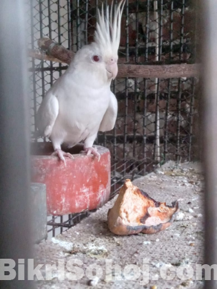 Albino Female